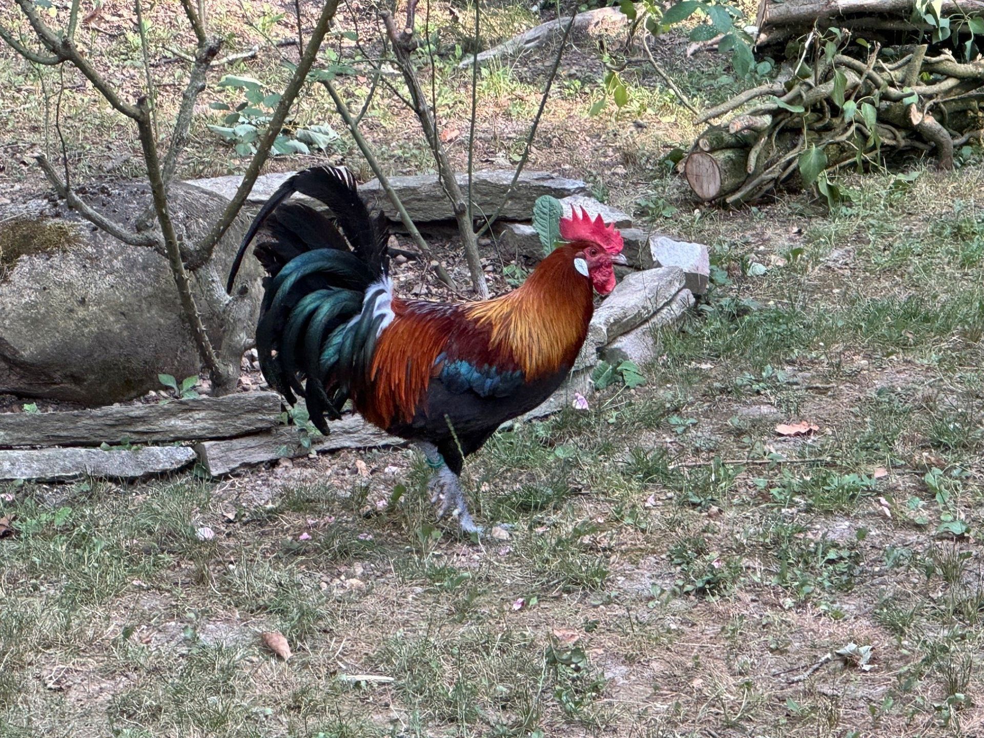 Coq Gaulois Doré