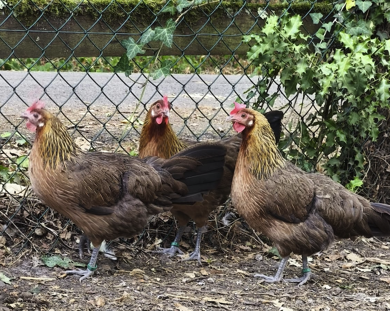 Poules Gauloises Dorées