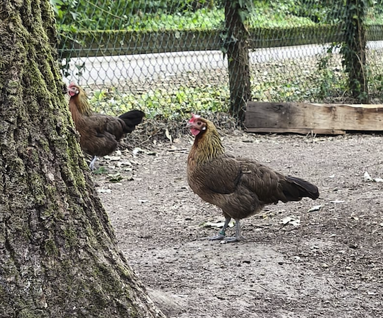 Coq Gaulois Doré de l’élevage