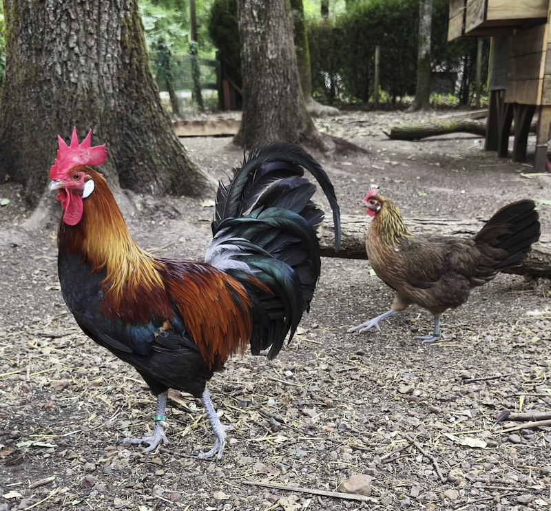 Coq Gaulois Doré de l’élevage de Jessie et Damien
