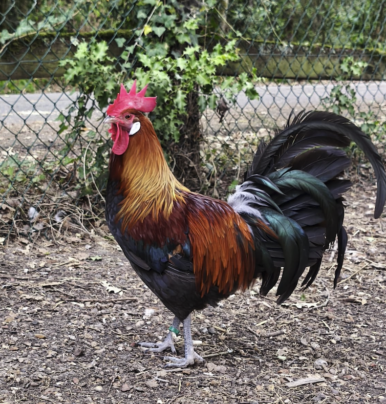 Coq Gaulois Doré adulte