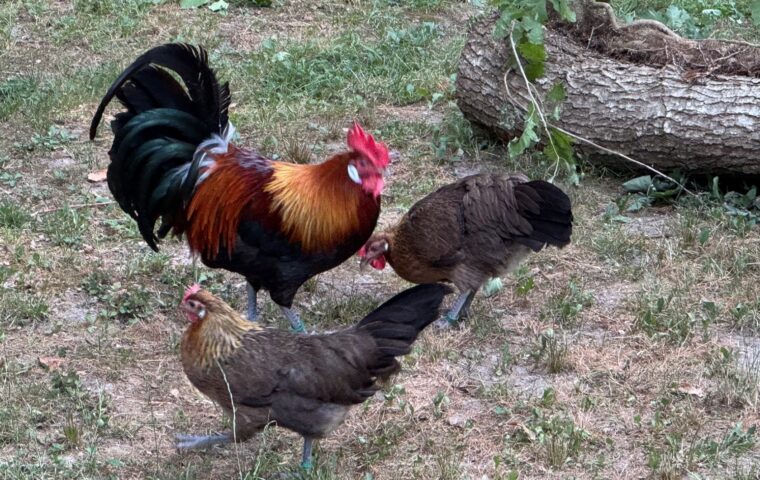 Suivre une couvaison : de l’œuf au poussin