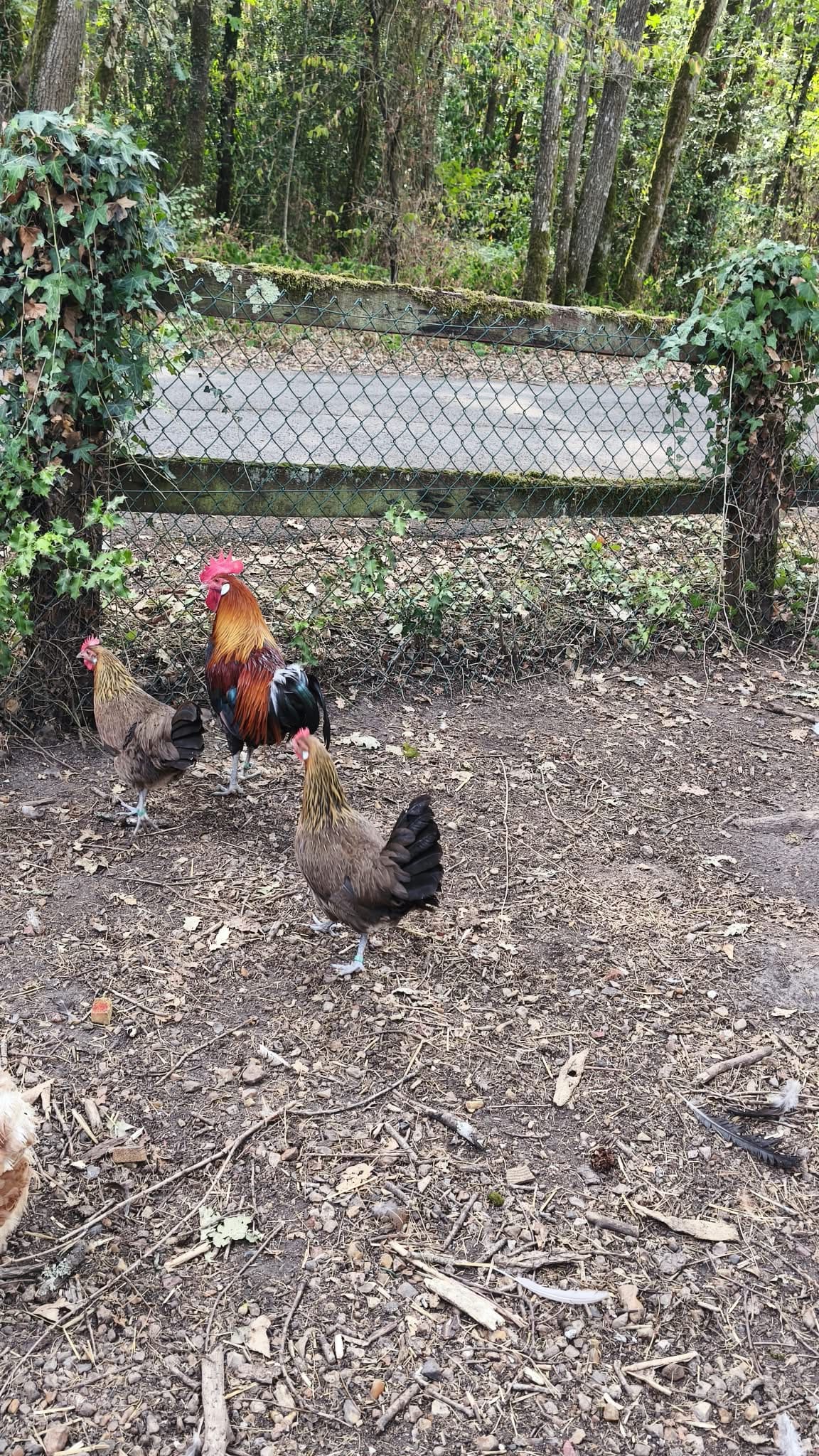 Groupe de Gauloises Dorées élevées en plein air