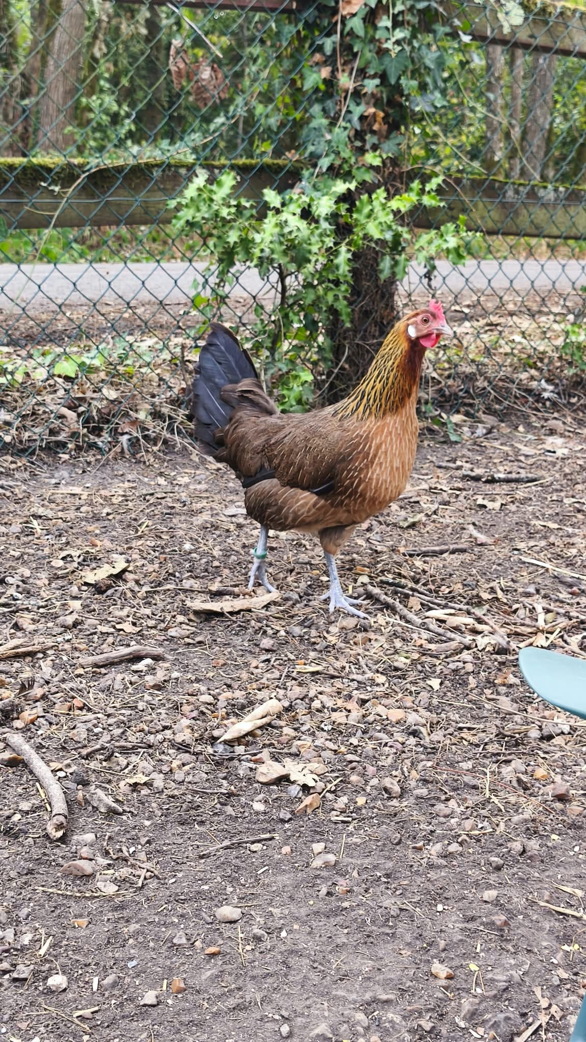 Détail du plumage d’un coq Gaulois Doré